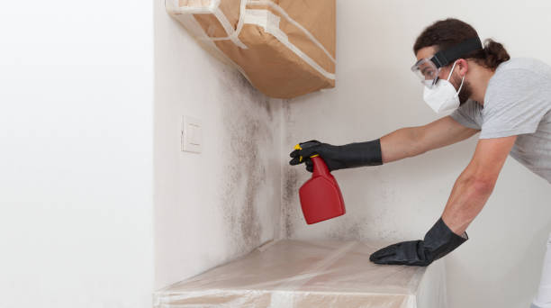 Professional Basement Mold Remediation technician working in Millington, NJ