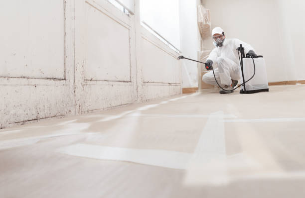 24/7 Emergency Basement Mold Remediation experts in Millington, NJ