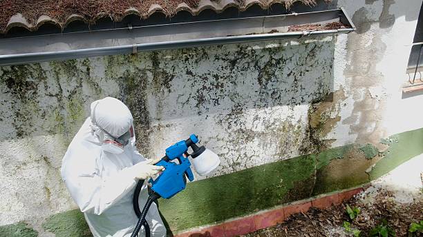 Top rated local Basement Mold Remediation specialists in Millington, NJ